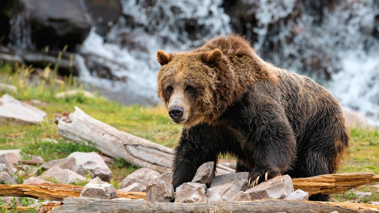 Yellowstone Bear Season Begins in 2026 as First Grizzly Emerges From Hibernation
