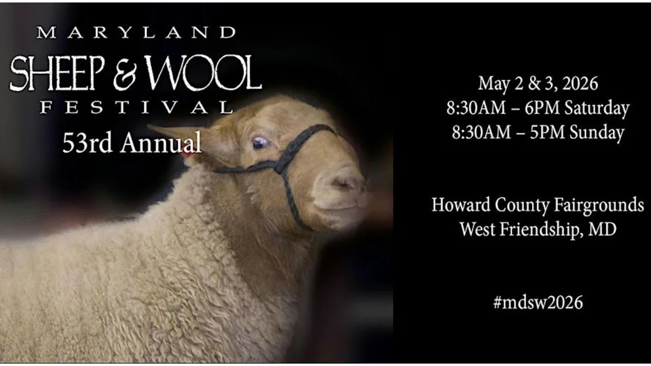 Maryland Sheep and Wool Festival 2026 in West Friendship, MD Dates, Location, Events, and What to Expect