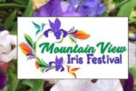 Mountain View Iris Festival 2026 in Blue Mountain Township, AR Dates, Location, Events, and What to Expect