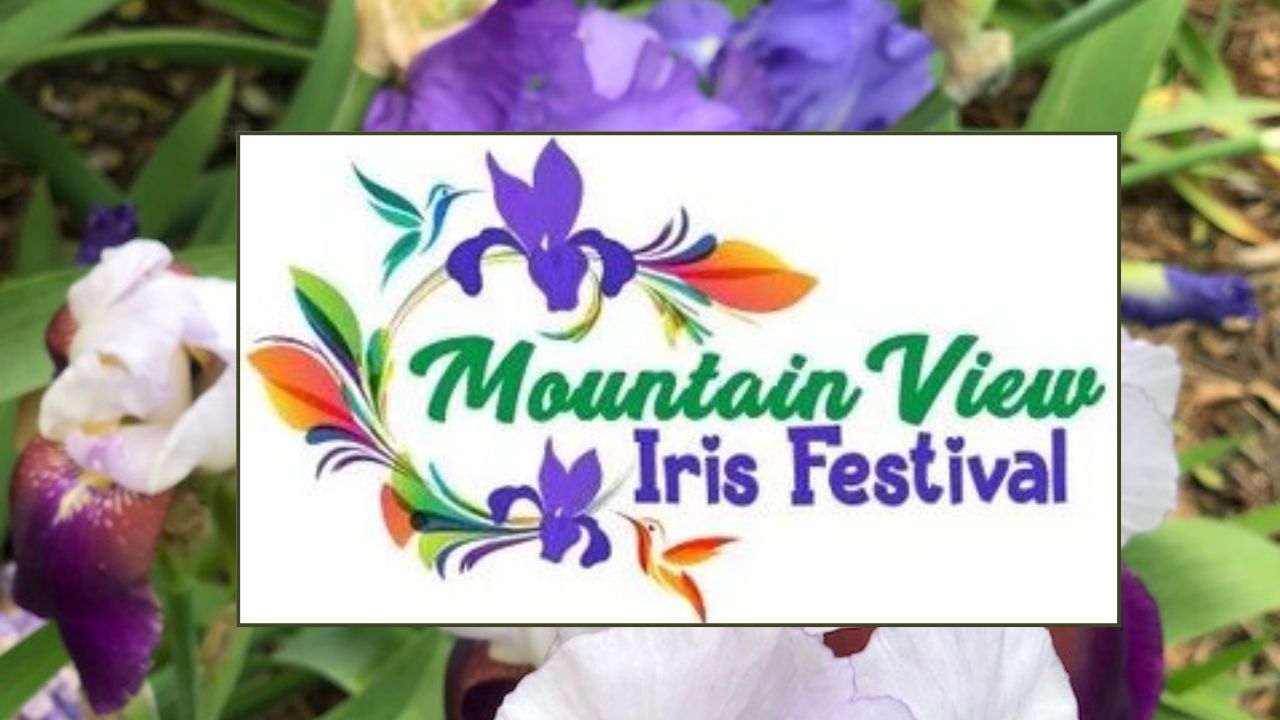 Mountain View Iris Festival 2026 in Blue Mountain Township, AR Dates, Location, Events, and What to Expect