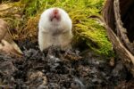 Tiny Venomous Mammals May Be Living in Your Yard — And Most Americans Don’t Even Know