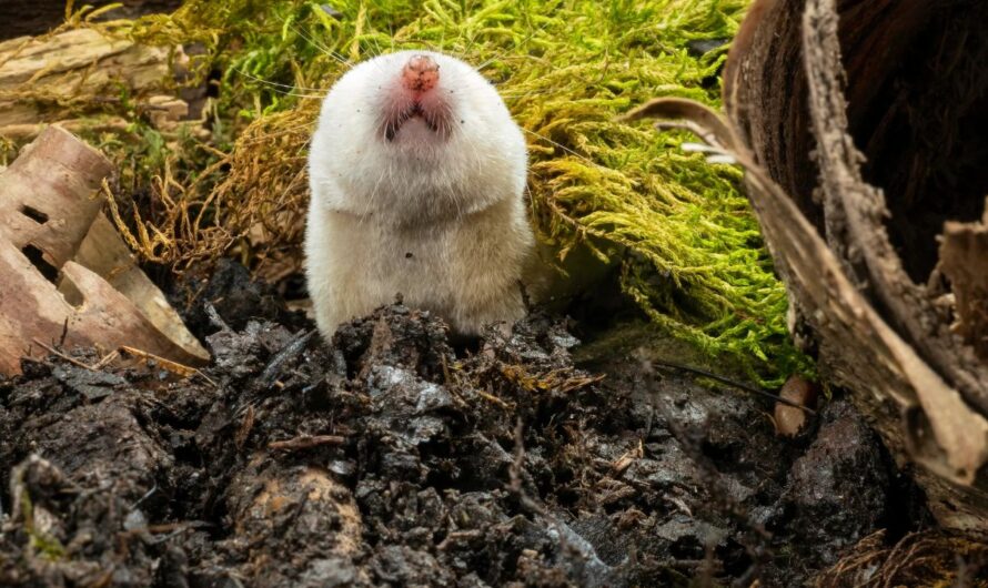 Tiny Venomous Mammals May Be Living in Your Yard — And Most Americans Don’t Even Know