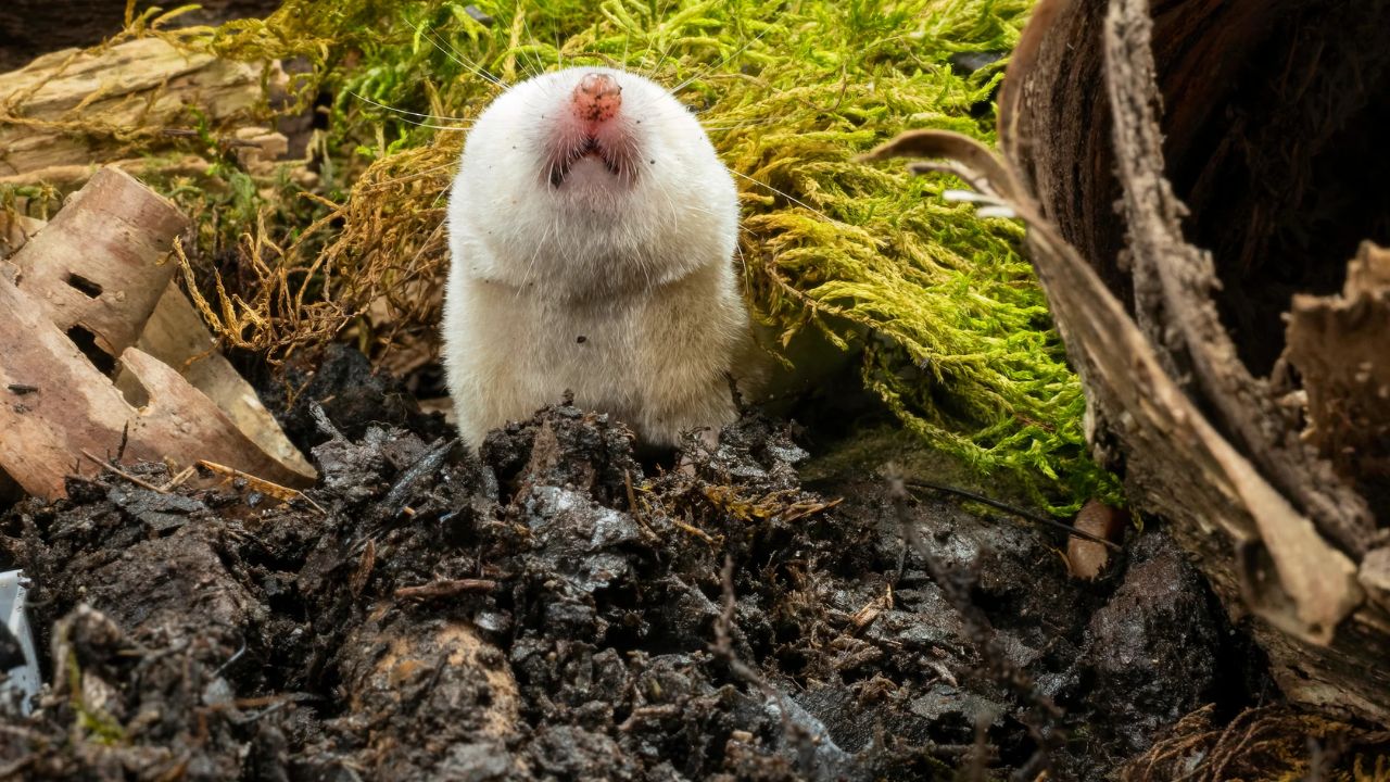 Tiny Venomous Mammals May Be Living in Your Yard — And Most Americans Don’t Even Know