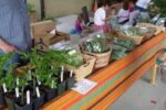 Wytheville Spring Farmers Market 2026 in Wytheville, VA Dates, Location, Vendors, and What to Expect
