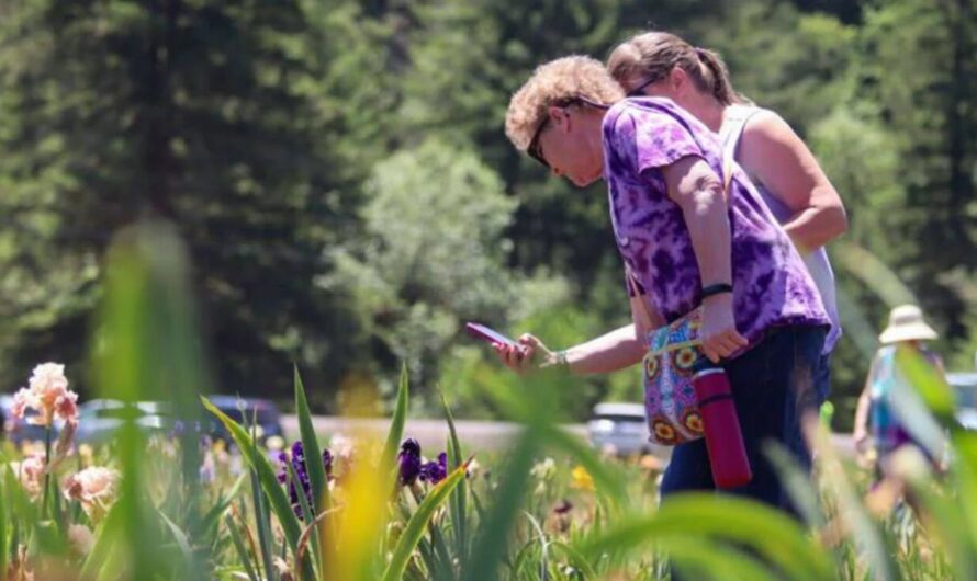 BloomaPalooza Iris Festival 2026 in Glide, OR: Dates, Location, Vendors, and What to Expect