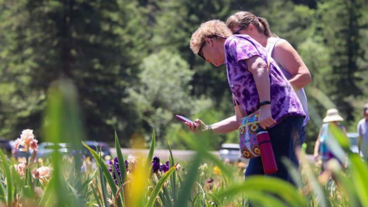BloomaPalooza Iris Festival 2026 in Glide, OR Dates, Location, Vendors, and What to Expect