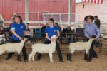 Linn County Lamb and Wool Fair 2026 in Scio, OR Dates, Location, Activities, and What to Expect