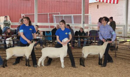 Linn County Lamb and Wool Fair 2026 in Scio, OR Dates, Location, Activities, and What to Expect