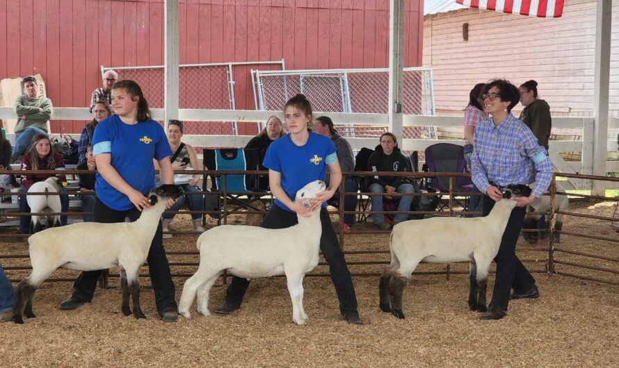 Linn County Lamb and Wool Fair 2026 in Scio, OR: Dates, Location, Activities, and What to Expect