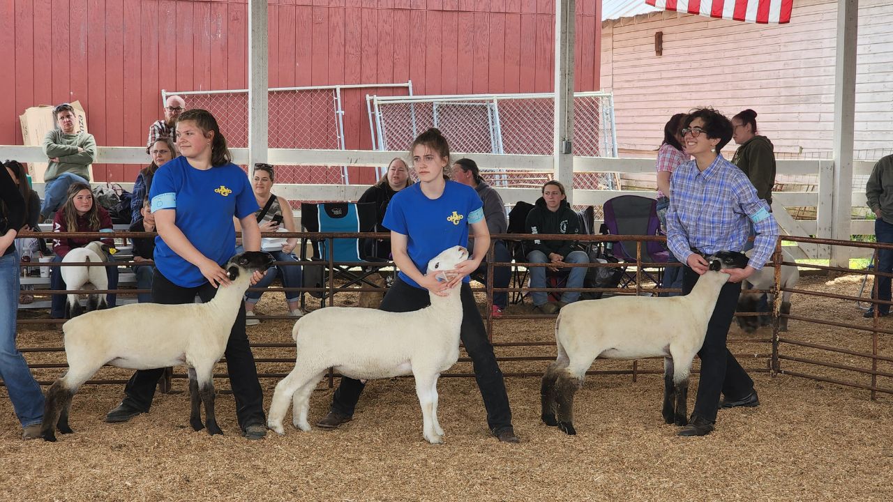 Linn County Lamb and Wool Fair 2026 in Scio, OR Dates, Location, Activities, and What to Expect