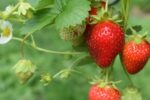 Murfreesboro Strawberry Festival 2026 in Murfreesboro, TN: Dates, Location, Activities, and What to Expect