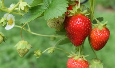 Murfreesboro Strawberry Festival 2026 in Murfreesboro, TN: Dates, Location, Activities, and What to Expect