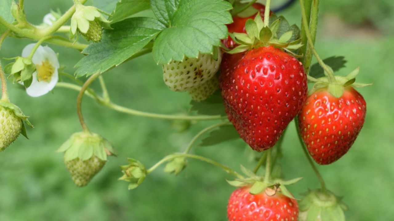 Murfreesboro Strawberry Festival 2026 in Murfreesboro, TN: Dates, Location, Activities, and What to Expect