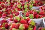 Rolla Strawberry Festival 2026 in Rolla, MO Dates, Location, Activities, and What to Expect