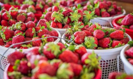 Rolla Strawberry Festival 2026 in Rolla, MO Dates, Location, Activities, and What to Expect