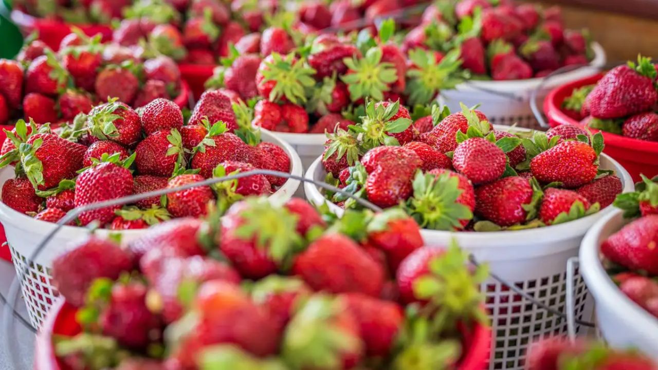 Rolla Strawberry Festival 2026 in Rolla, MO Dates, Location, Activities, and What to Expect