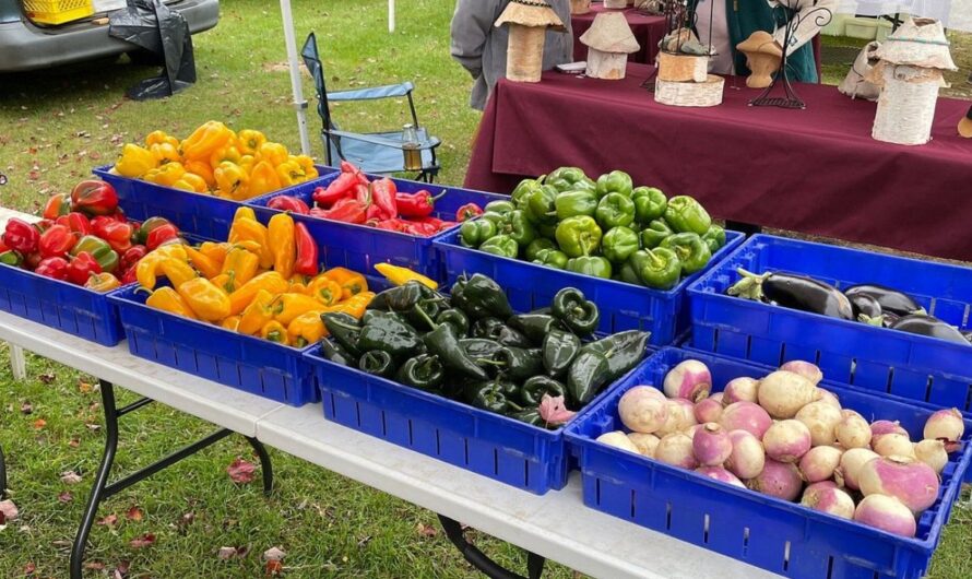 West River Outdoor Farmers Market 2026 in Londonderry, VT: Dates, Local Produce, Artisan Crafts, and What to Expect
