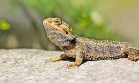 Des Moines Summer Reptile Show 2026 in Des Moines, IA Date, Location, Exotic Animals, and Family Activities