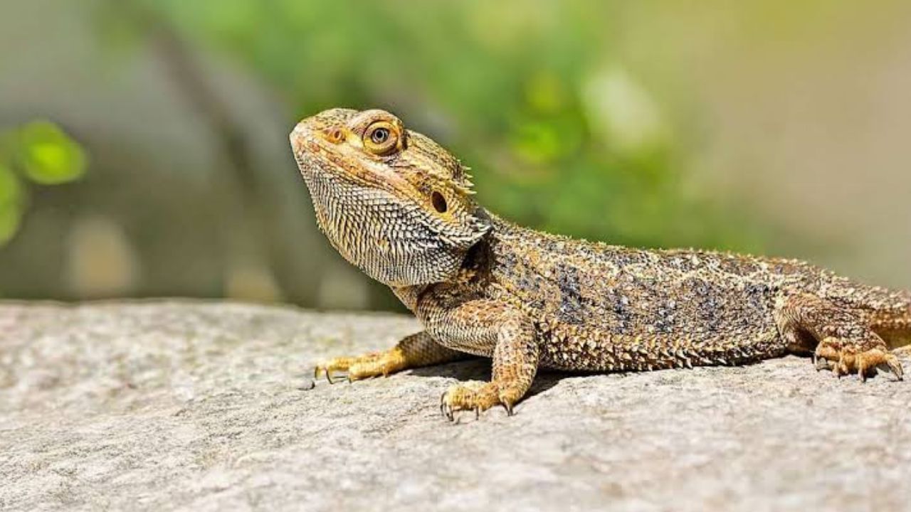 Des Moines Summer Reptile Show 2026 in Des Moines, IA Date, Location, Exotic Animals, and Family Activities