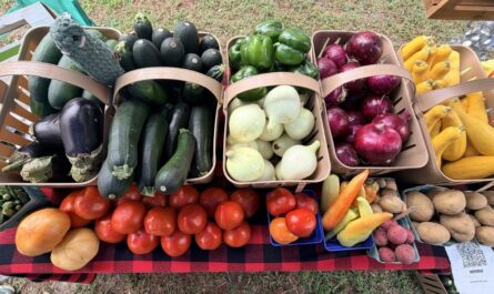 Delmar Midsummer Farmers and Artisans Market 2026 in Delmar, DE Date, Location, Local Produce, and Event Details