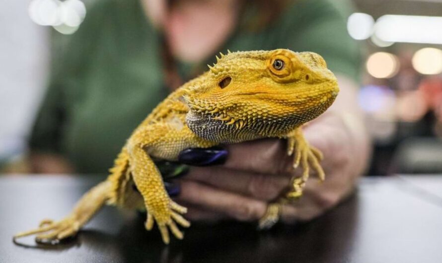 Fredericksburg Summer Reptile Expo 2026 in Fredericksburg, VA: Date, Venue, Exotic Animals, Admission, and Event Details