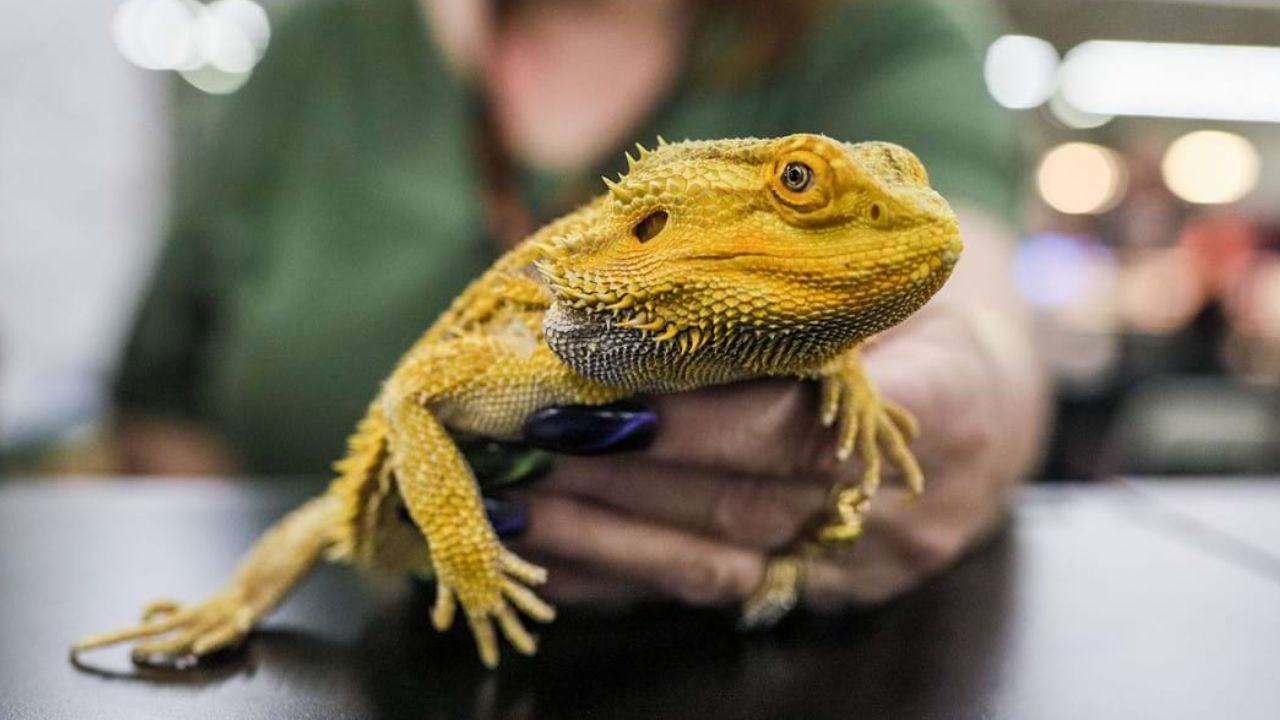 Fredericksburg Summer Reptile Expo 2026 in Fredericksburg, VA Date, Venue, Exotic Animals, Admission, and Event Details
