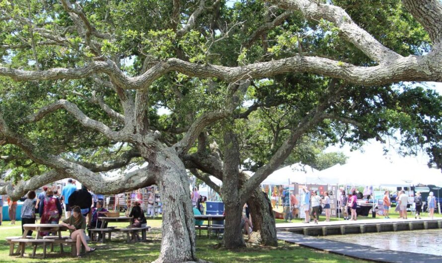 Art Under the Oaks Fine Art Festival 2026 in Saint Simons Island, GA: Dates, Venue, Artists, and What to Expect