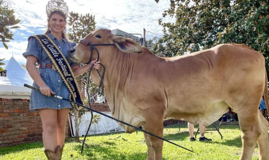 Louisiana Cattle Festival 2026 in Abbeville, LA: Dates, Venue, Live Music, Parade, and Family Activities