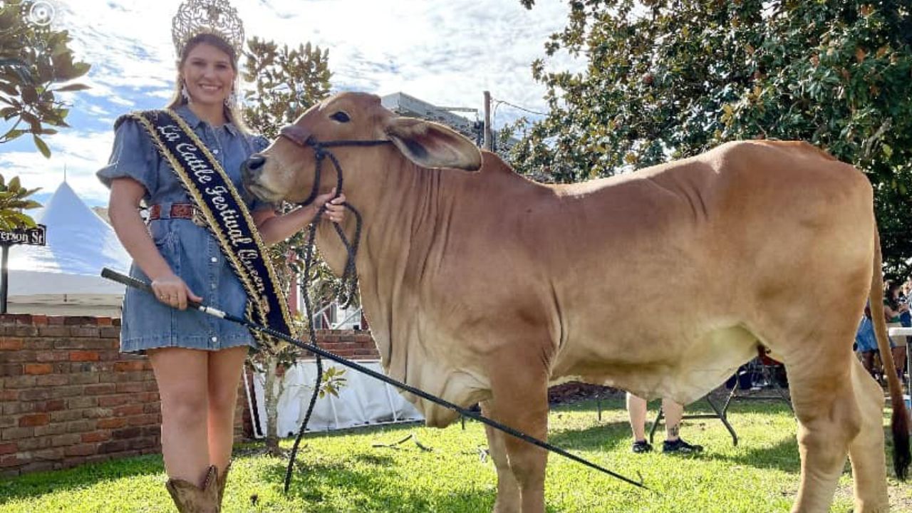 Louisiana Cattle Festival 2026 in Abbeville, LA Dates, Venue, Live Music, Parade, and Family Activities