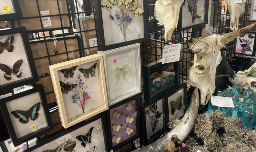 Whimsical Wonders Craft and Oddities Expo 2026 in Lebanon, MO: Dates, Venue, Vendors, Food Trucks, and Event Details