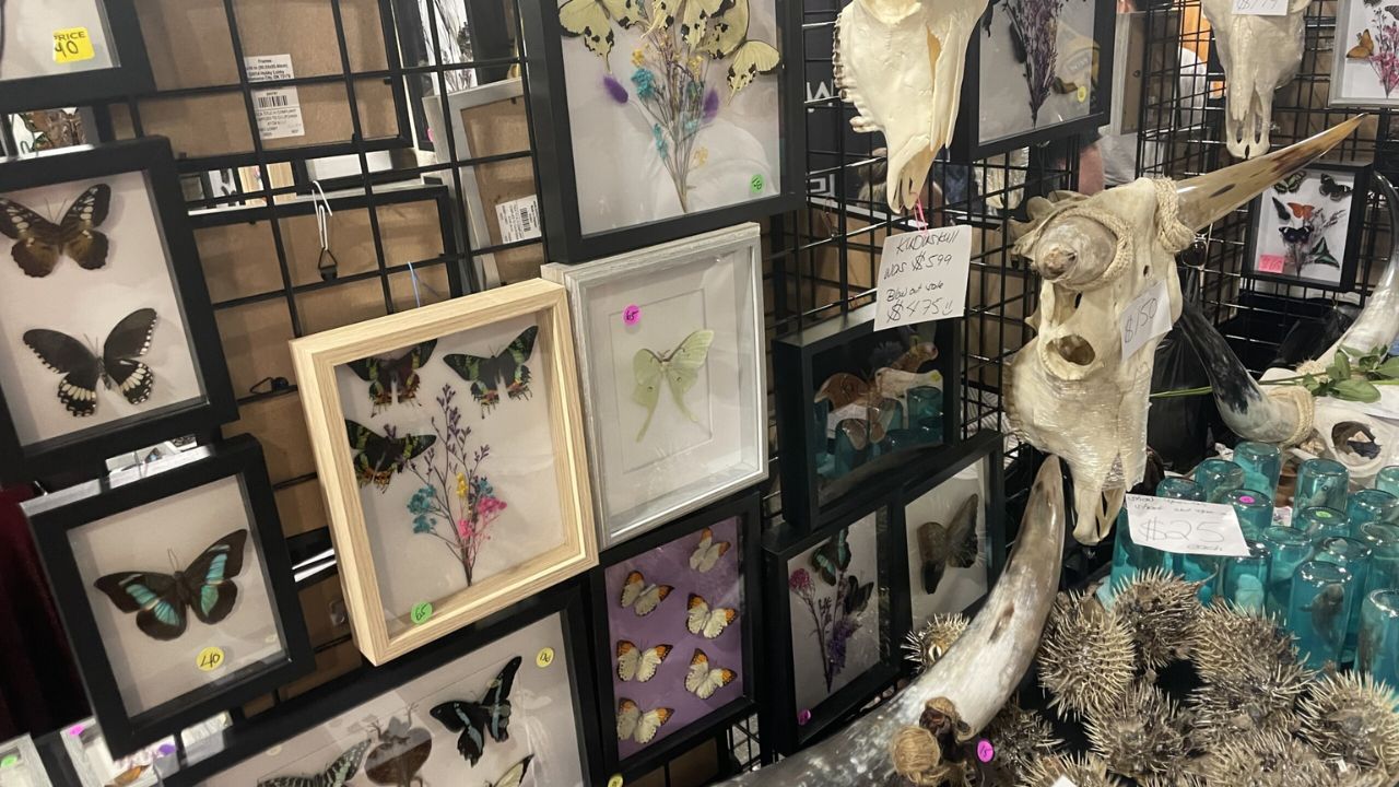 Whimsical Wonders Craft and Oddities Expo 2026 in Lebanon, MO Dates, Venue, Vendors, Food Trucks, and Event Details