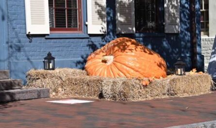 Halloween Events in Annapolis, MD 2026 Trick-or-Treating, Ghost Tours and Family Activities