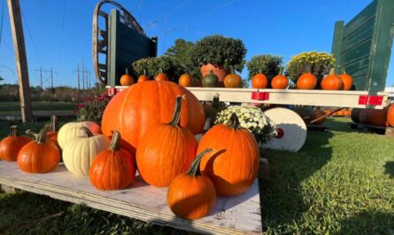 Halloween Events in Wilmington, NC 2026 Dates, Times, Family Events, Pumpkin Hunts, and Ghost Tours