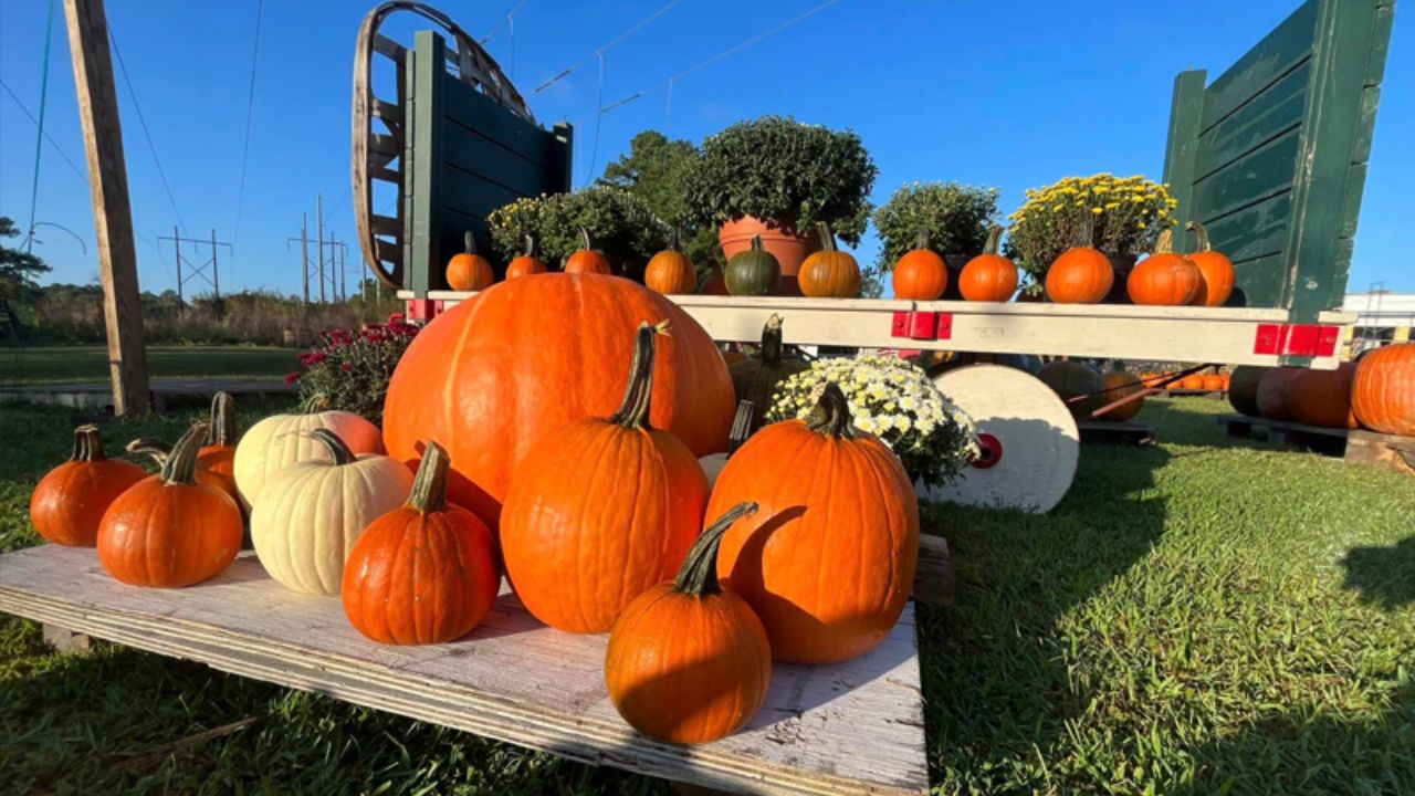 Halloween Events in Wilmington, NC 2026 Dates, Times, Family Events, Pumpkin Hunts, and Ghost Tours