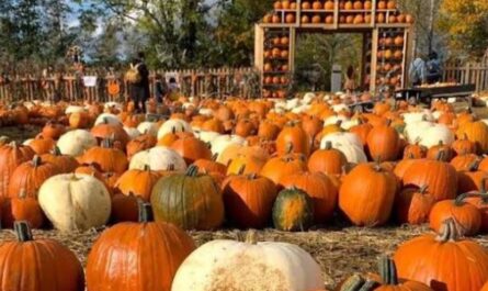 McHenry Pumpkin Spooktacular Artisan and Vintage Market 2026 in McHenry, IL Date, Location, and Highlights