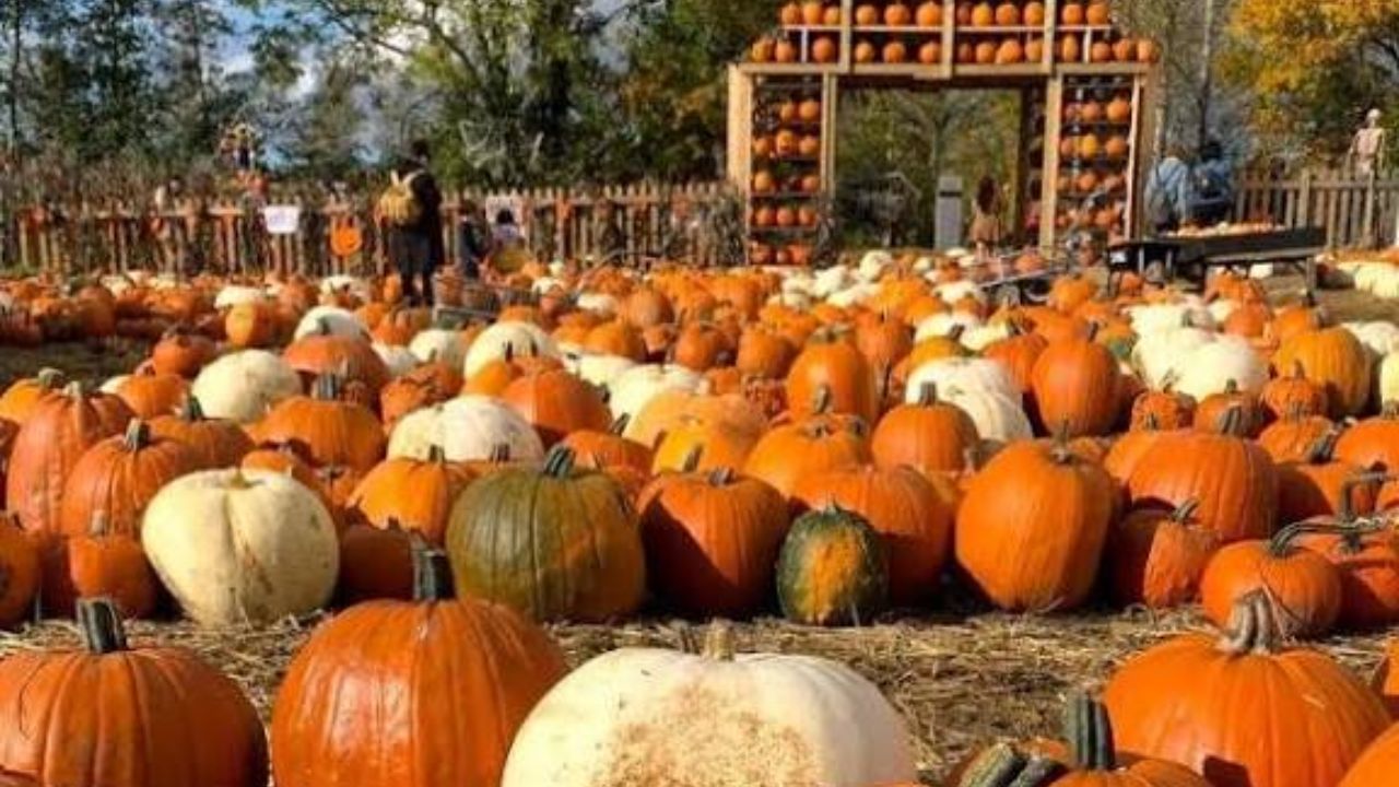 McHenry Pumpkin Spooktacular Artisan and Vintage Market 2026 in McHenry, IL Date, Location, and Highlights