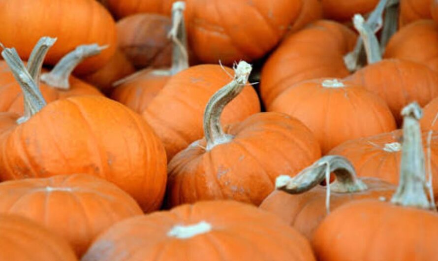Pepperell Fall Fest 2026 in Pepperell, MA: Date, Location, Entertainment, Vendors, and Family Activities