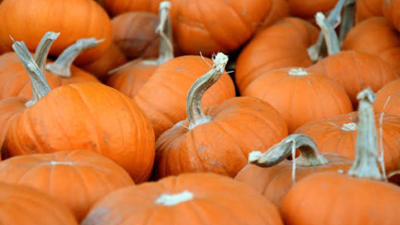 Pepperell Fall Fest 2026 in Pepperell, MA Date, Location, Entertainment, Vendors, and Family Activities