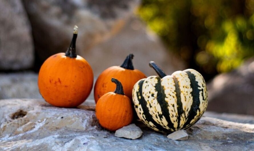 Salina Pumpkin and Spice Holiday Bazaar 2026 in Salina, KS: Dates, Venue, Booths, and What to Expect