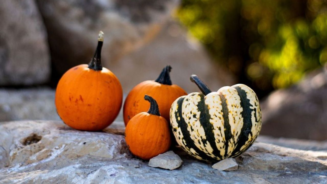 Salina Pumpkin and Spice Holiday Bazaar 2026 in Salina, KS Dates, Venue, Booths, and What to Expect