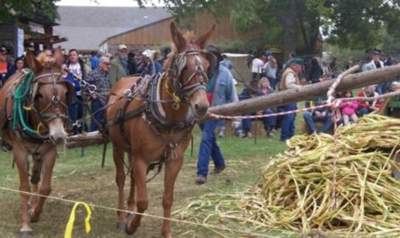 Wewoka Sorghum Festival 2026 in Wewoka, OK Date, Location, Highlights, and What to Expect