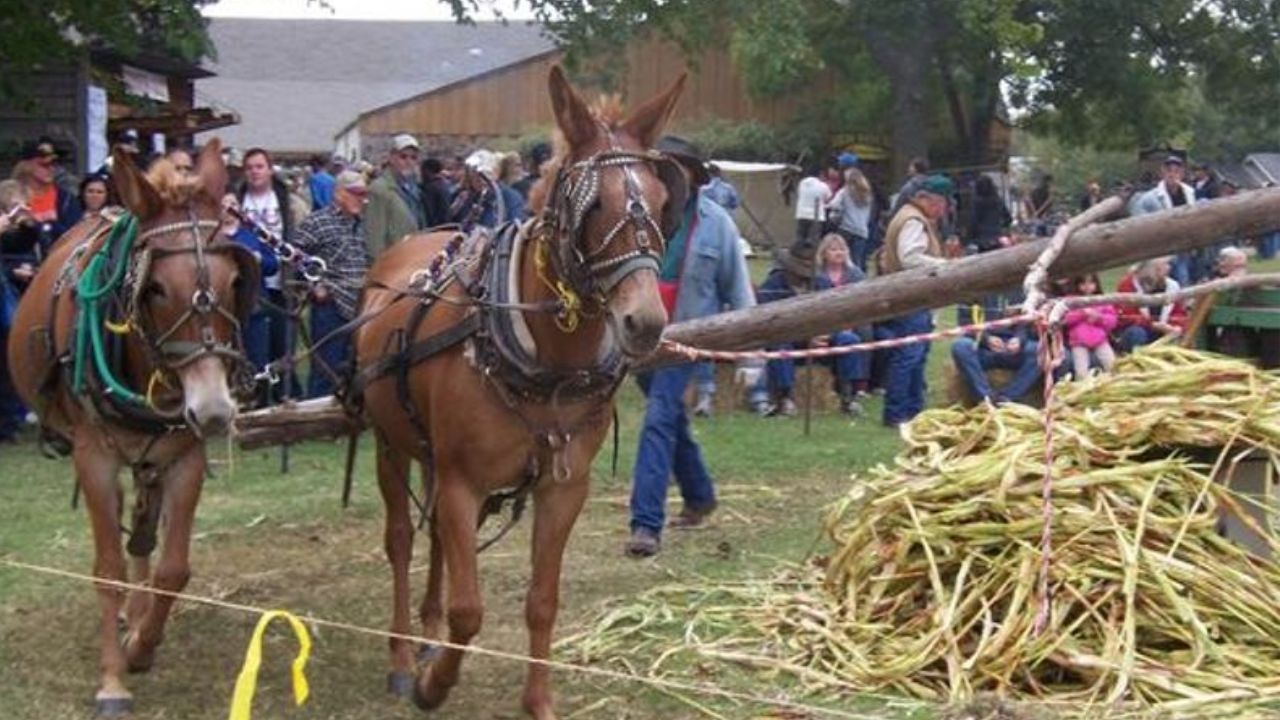 Wewoka Sorghum Festival 2026 in Wewoka, OK Date, Location, Highlights, and What to Expect